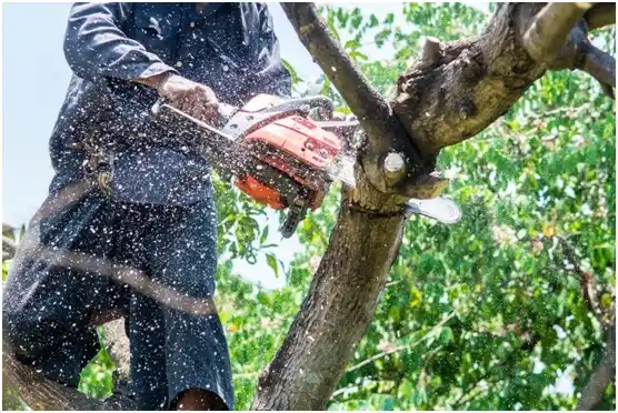 tree services Candelaria Arenas